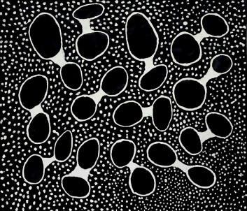 Black Holes White Dots 2010